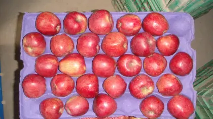 Hotsale sweet and crisp red star apple