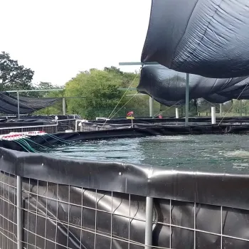 Customizable Plastic Tilapia Farming Biofloc Tank Geomembrane for Aquaculture