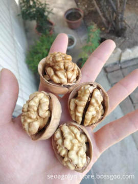 Ukraine new crop good price white walnut kernel