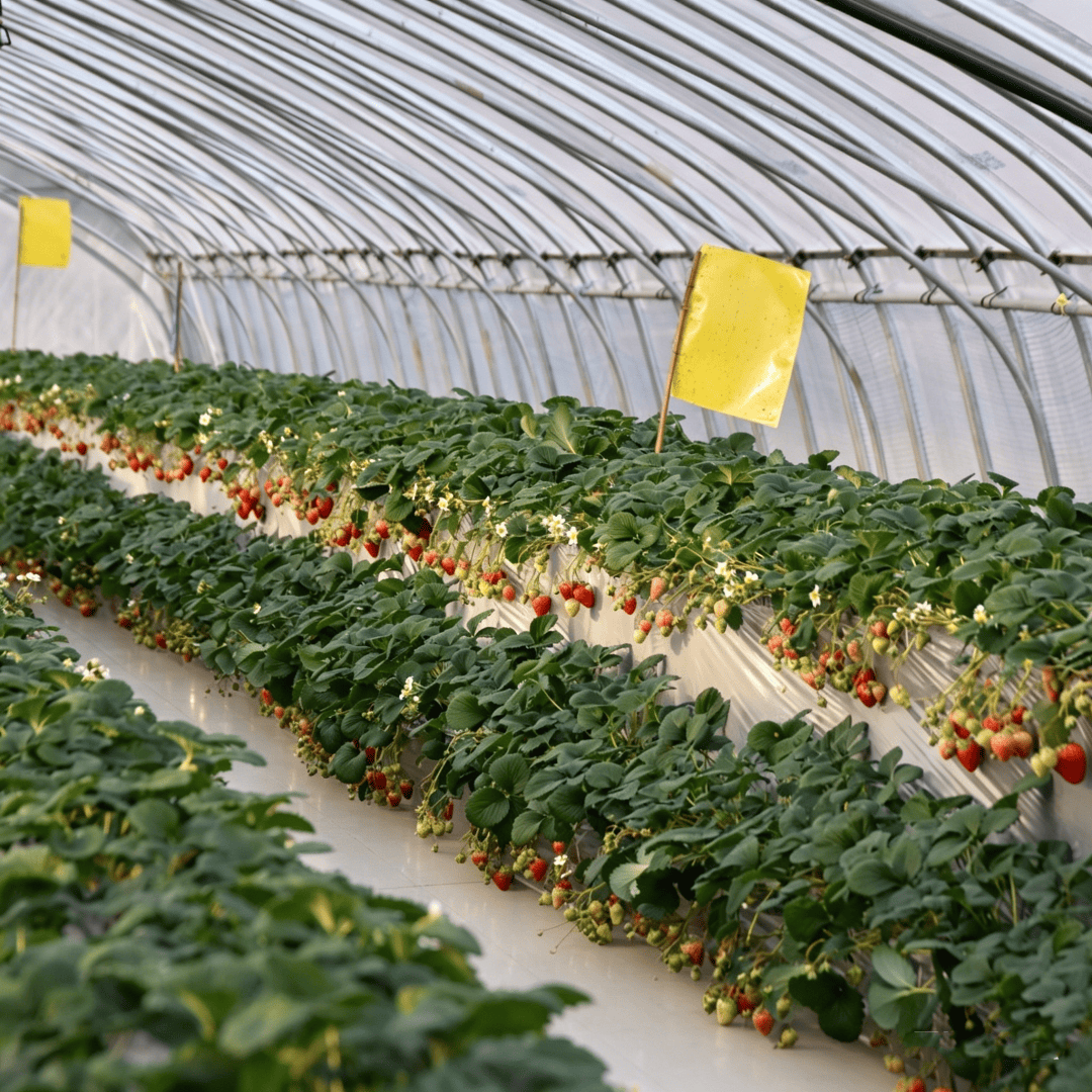 greenhouse plastic film (4)