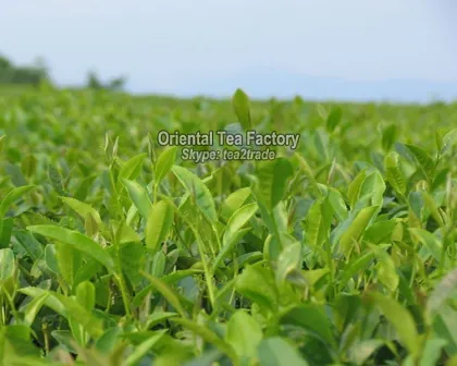 New Premium High Quality Natural Longjing Tea Hangzhou