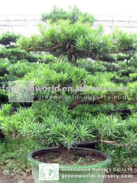 podocarpus macrophyllus medium size bonsai