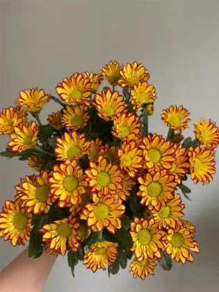 Roman Holiday spray chrysanthemum