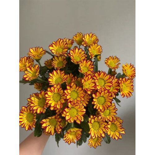 রোমান হলিডে স্প্রে chrysanthemum