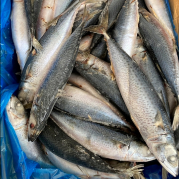 Frozen Fish Whole Round Mackerel