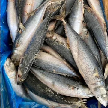 Frozen Fish Whole Round Mackerel