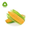 Plant Extract Corn Oligopeptide Powder