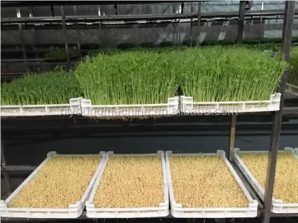 Mung Bean Sprouts Making Machine & Hydroponic Seed Sprouting Equipment