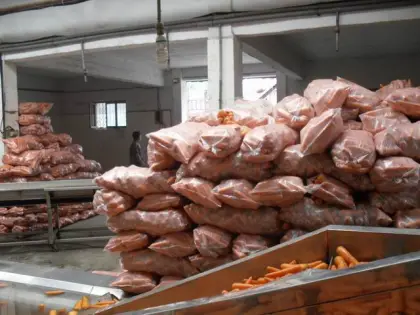 New Crop Fresh Carrot S Grade