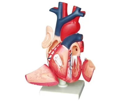 heart model,biology model