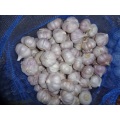 New Crop 2020 Normal White Garlic Size 4.5cm