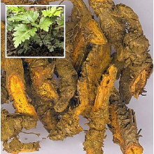 Radice di Coptis Herb raws Medicamento medico Herb