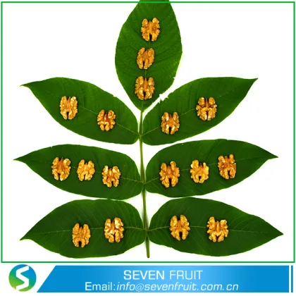 Nut Snack Type natural LH 1/2 - Butterfly - split Chinese light havles walnuts kernels price