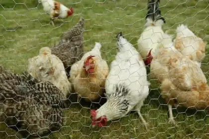 Chicken mesh Hexagonal wire mesh rabbit fence