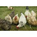 Chicken mesh Hexagonal wire mesh rabbit fence