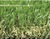 W-shaped leisure grass