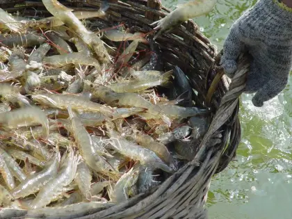 Mono calcium Phosphate MCP 22% for Aquatic feed