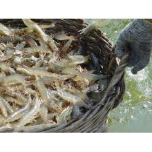 Corn Steep Liquor Powder 42% For Animals Feed Grade Corn Steep Liquor Powder For Animals Supplier