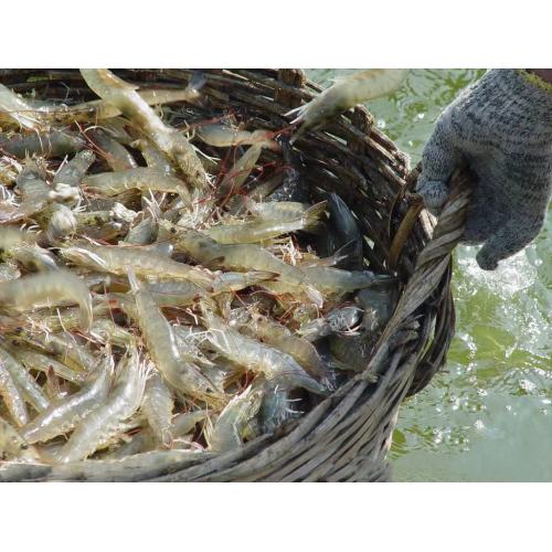 Corn Steep Liquor Powder 42% Feed Grade Corn Steep Liquor Powder For Animals Manufactory