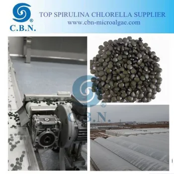 100% Pure Spirulina Tablet for improving immune