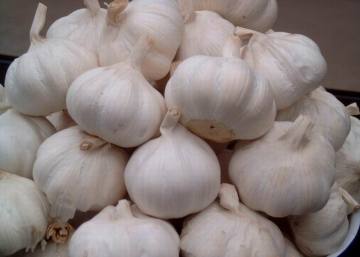 The best quality fresh solo garlic
