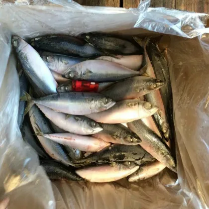 nutritious new season ship round frozen pacific mackerel raw material block in stock
