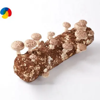 Farm Cultivating Shiitake Mushroom Spawn Log