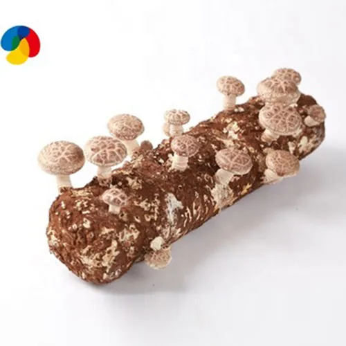 High Yield Shiitake Mushroom Spawn Logs, High Quality High Yield