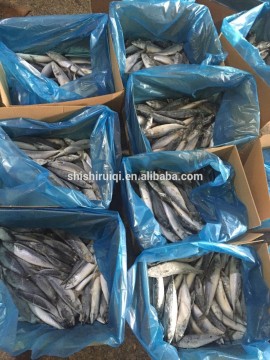 Whole Round Frozen Seafood Horse Mackerel Fish