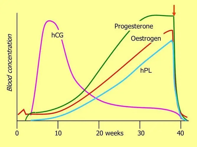 Hormone gonadotropina Corionica Humana (HCG) function