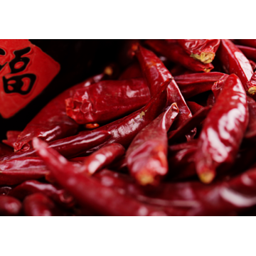 탈수 된 붉은 칠리 chaotian chili red