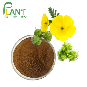 Natürliches Tribulus Terrestris Extrakt Pulver Saponin