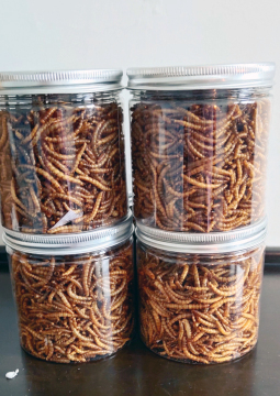 Feed insect of yellow mealworm