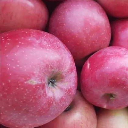 Super Crispy Sweet Red Fuji