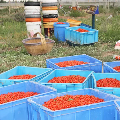 Tonic herb superfruit goji berry wolfberries