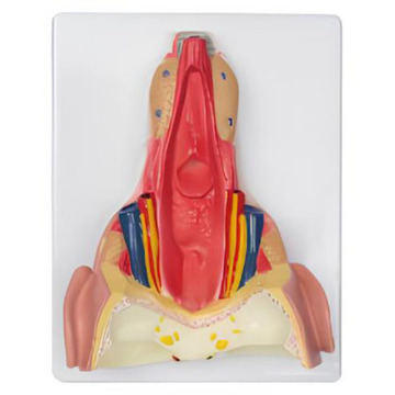 Laryngopharyngeal প্রাচীর পেশী মডেল