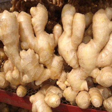 Fresh Ginger to Bangladesh