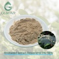 Extracto de Knotweed Fuente natural Resveratrol Nutricional