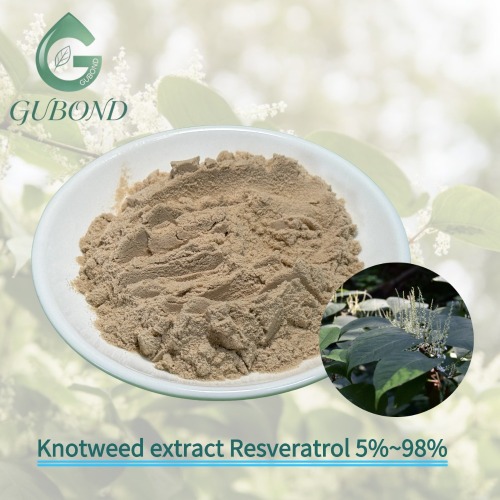Extracto de Knotweed Fuente natural Resveratrol Nutricional