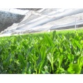 Polifenoli di tè verde biologico Catechine Estratto in polvere