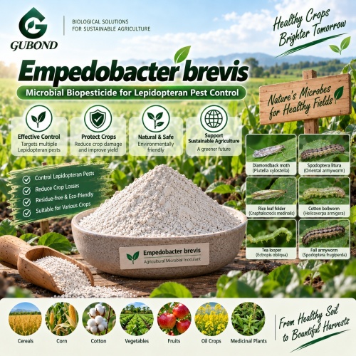 مسحوق المبيدات الحشرية الميكروبية Empedobacter brevis لإدارة الآفات الزراعية