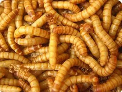 Automatic Energy-Saving Black Soldier Fly Larvae Drying Machine (BSFL BSF Dryer) - Insect Drying Microwave Equipment