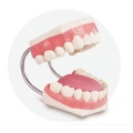 Modelo de cuidado dental ampliado