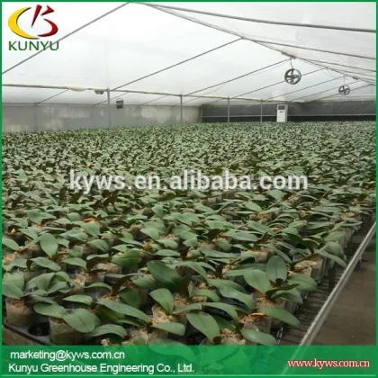 Wholesale orchid flowers Taiwan orchid seedling orchid supply
