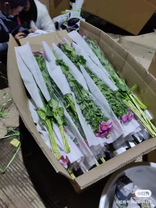 Yunnan Focusflower Wholesale Fresh Cut Flower Asparagus - Bunch of 5 Stems with Cold Chain Shipping