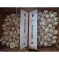 Best Quality Normal White Garlic Crop 2020