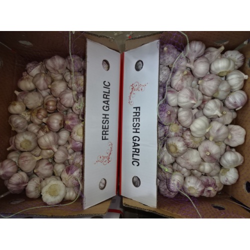 Cultivo de ajo blanco normal de la mejor calidad 2020