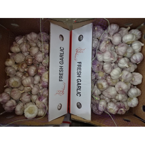 Best Quality Normal White Garlic Crop 2020