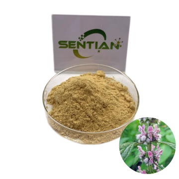 Female Health Care Material Motherwort Extract Powder 10:1