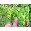 Factory supply oriental arborvitae thuja essential oil